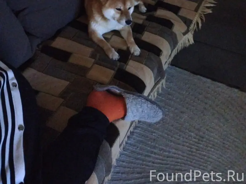 Пропал пёс Кай