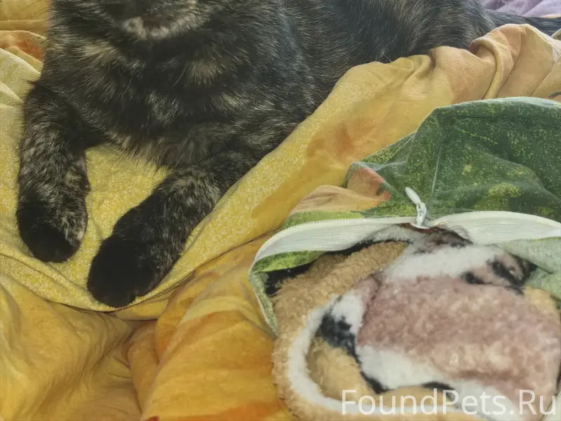 Пропала многоцветная кошка, район дач