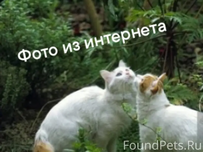 Найдена бело-рыжая кошка, Красносельский район