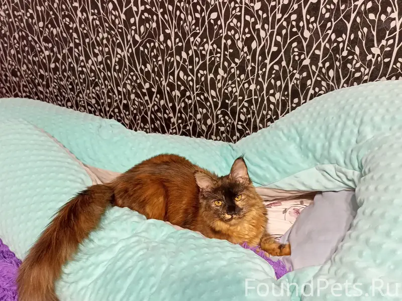Пропала кошка, район Шоколада