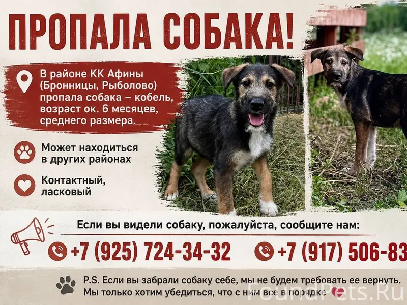 Пропал щенок, Бронницы, село Рыболово