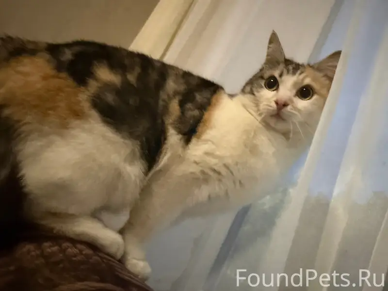 Найдена кошка, Явтысого3а