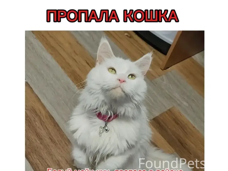 Пропала белая кошка мейн-кун, СНТ Колобок