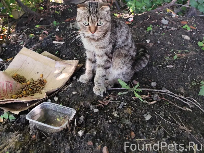 Найдена кошка, [место не указано]