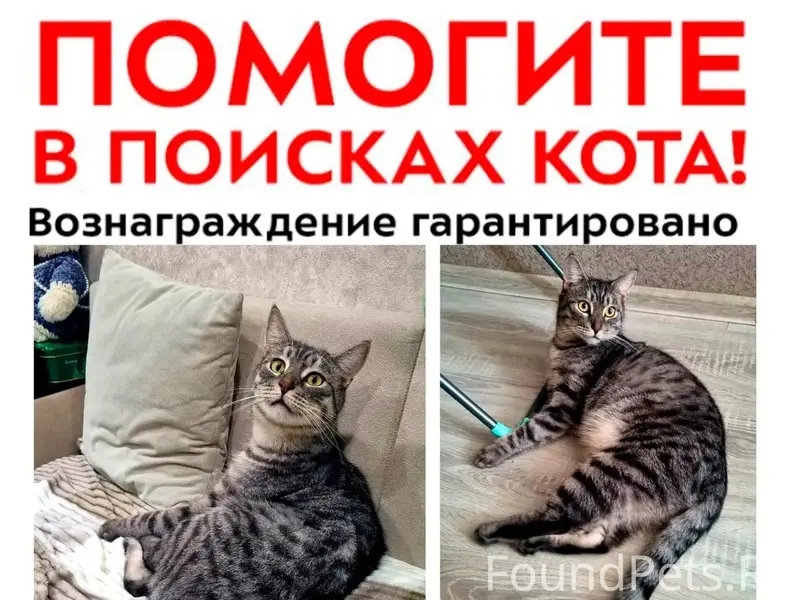 Пропал кот Лапи, Ногинск