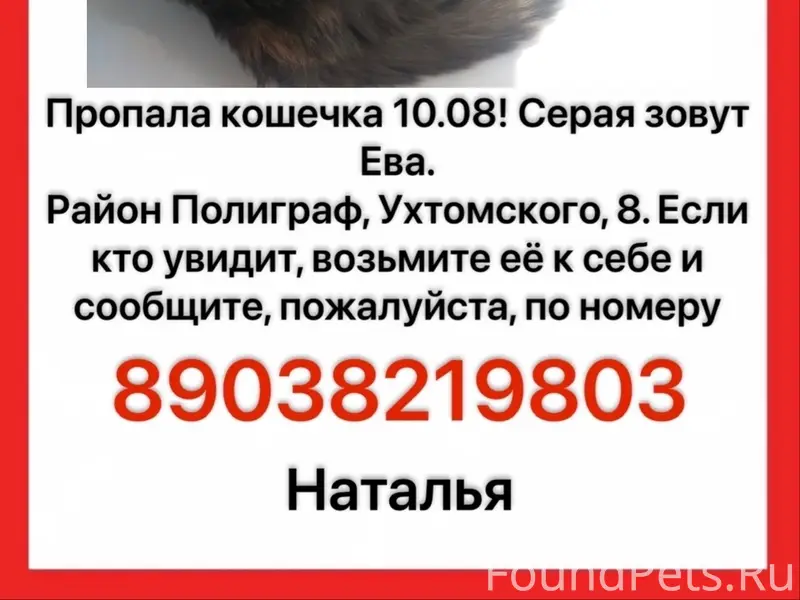 Пропала кошка, без указания места