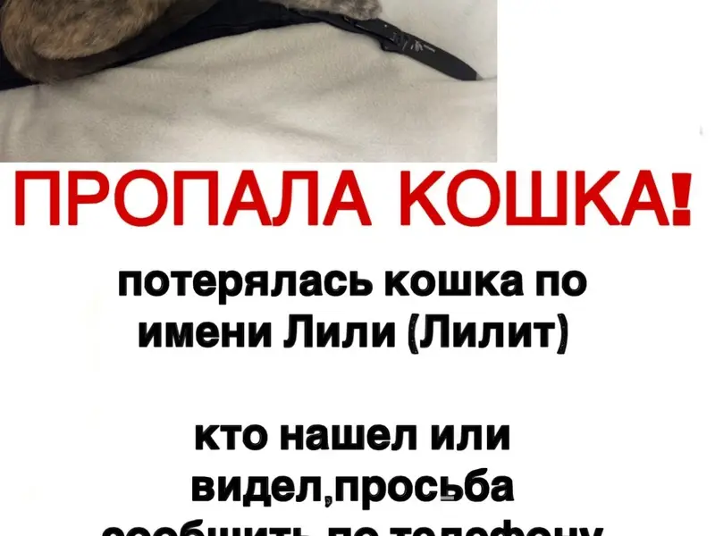 Пропала кошка Лили, Мирная 12