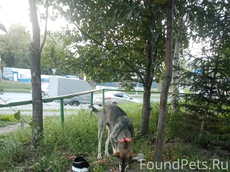 Пропала собака, на Столетова