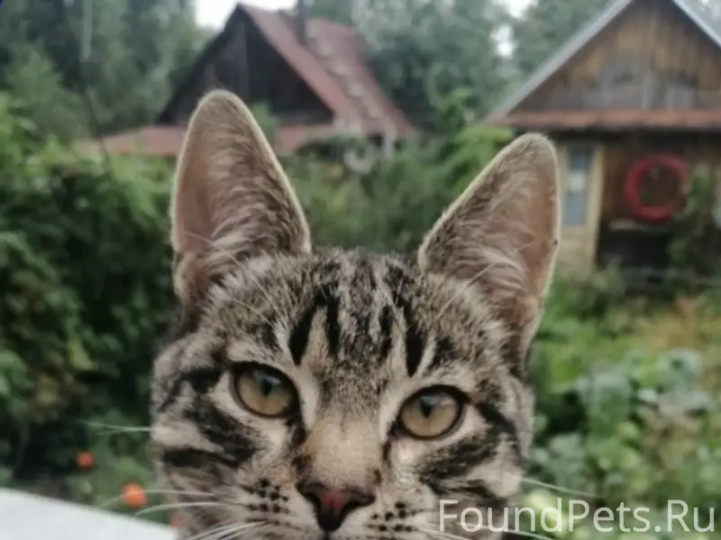 Пропал кот Барсик, Городец