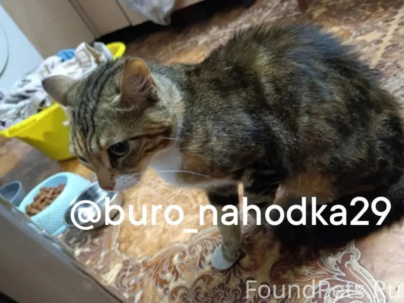 Найдена кошка, второй лесозавод
