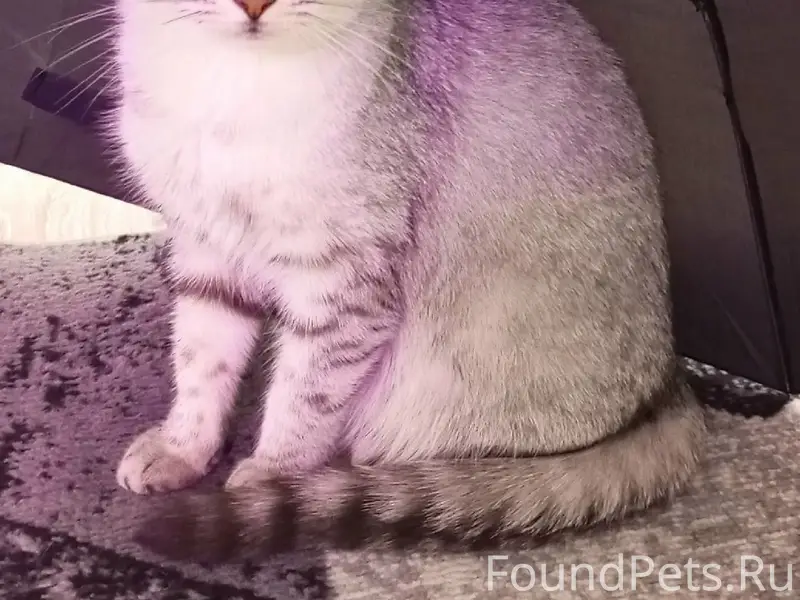 Пропала кошка, район Больницы