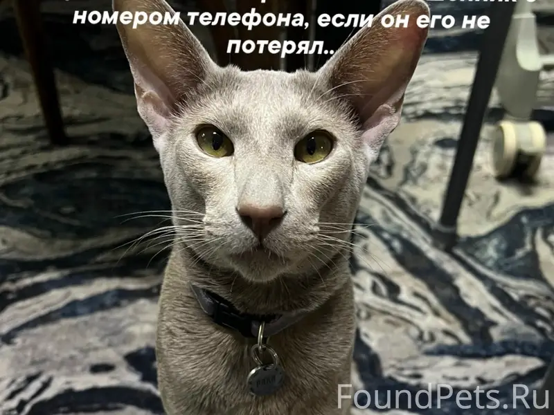 Пропал кот, Выкса