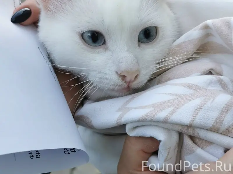 Найден молодой котик, [без клички]