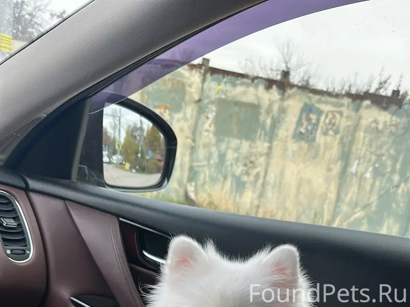 Пропал белый шпиц