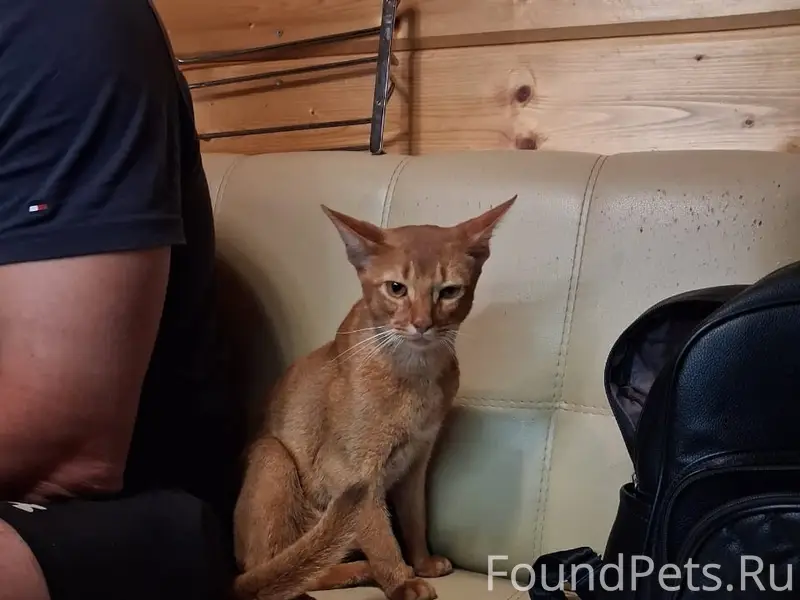 Пропал кот