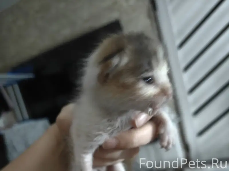 Найдена кошка Снежка
