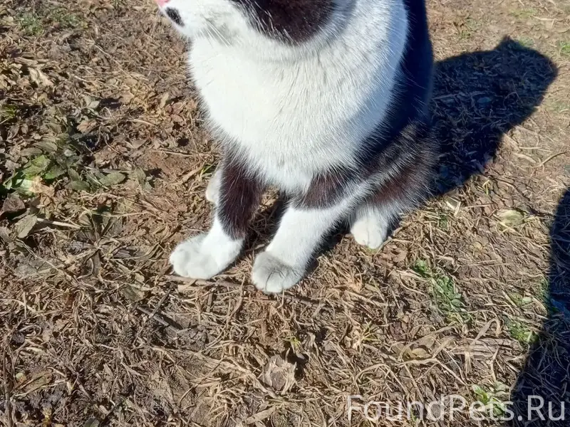 Пропал кот Заяц, деревня Архипиха