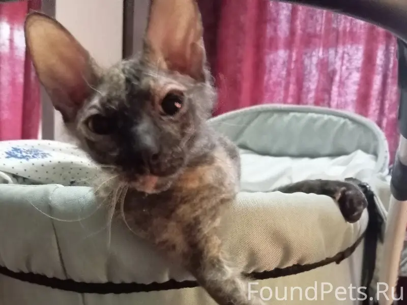 Пропала кошка Муся, Белгород