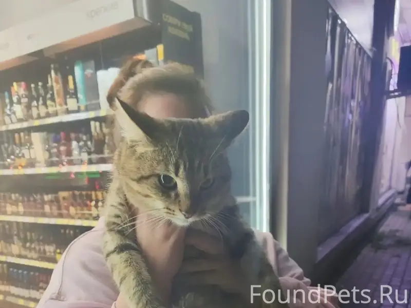 Найден кот, Кошелев Парк