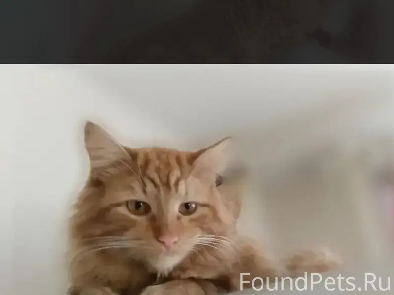 Пропал кот, Южнобутовская ул.