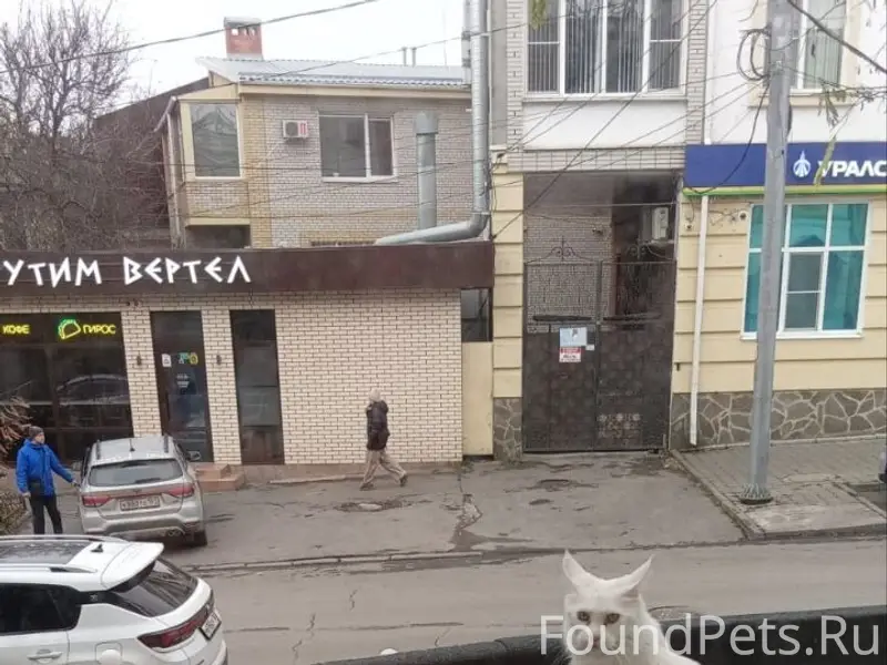 Пропала кошка Мисси, Таганрог