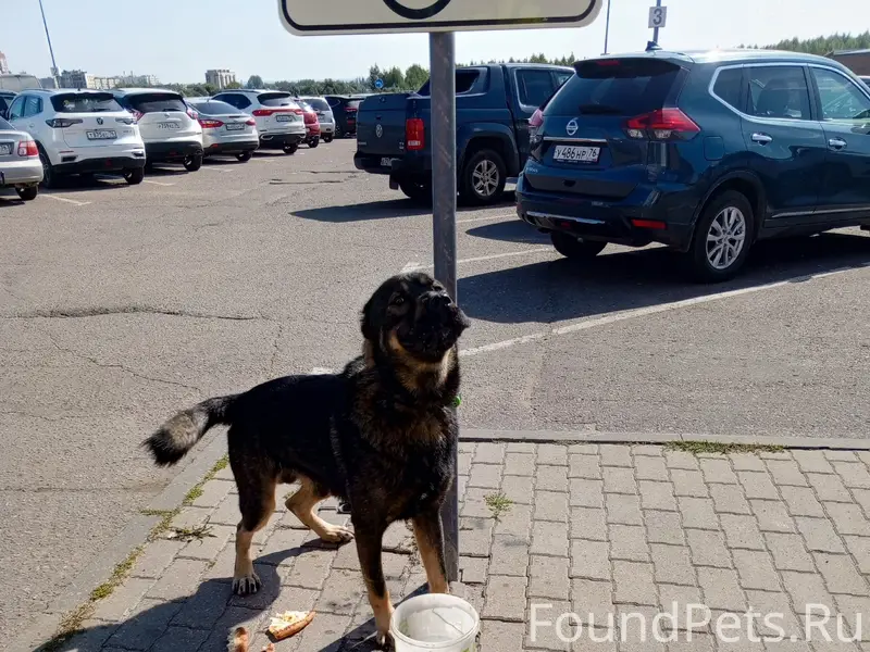 Пропал молодой кобель, чёрный с рыжим, ул. Захарова