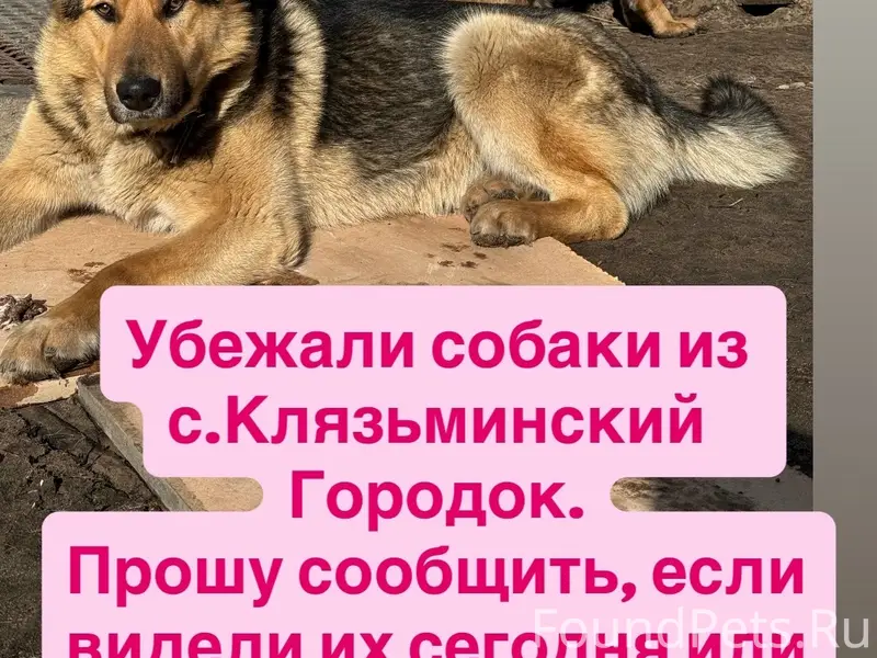 Пропали немецкая овчарка Кира и кабель Миша, Клязьминское