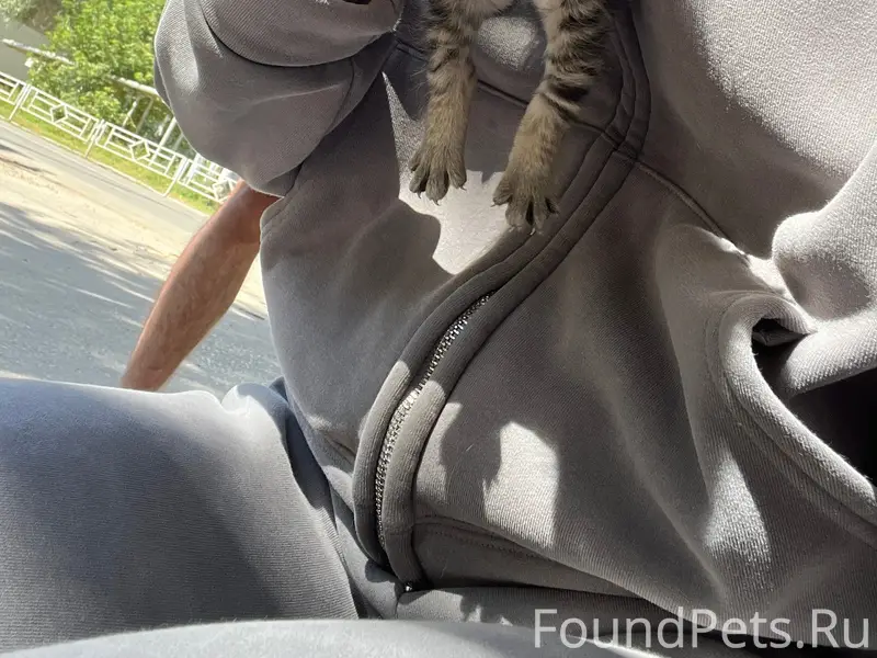 Найдена кошка с котятами в Кинеле