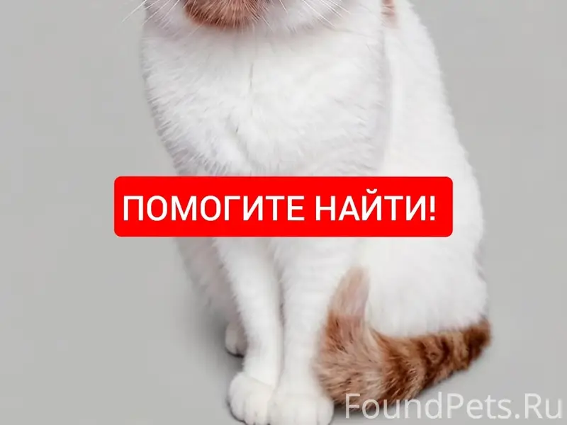 Пропала кошка Ириска, пер. Виноградный