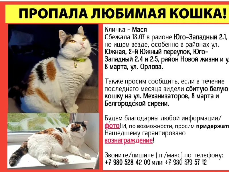 Пропала белая кошка, Белгород
