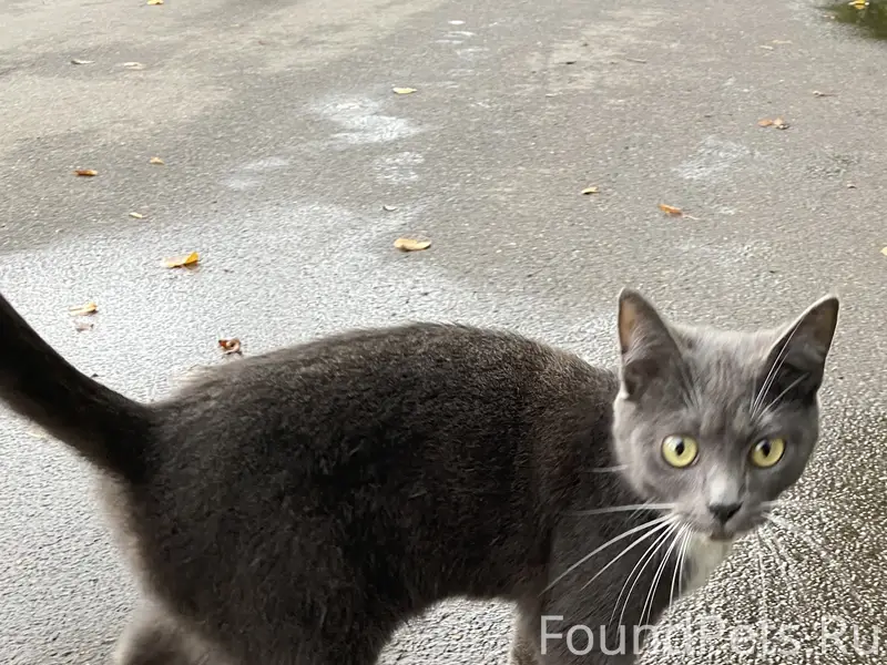Найден котенок 