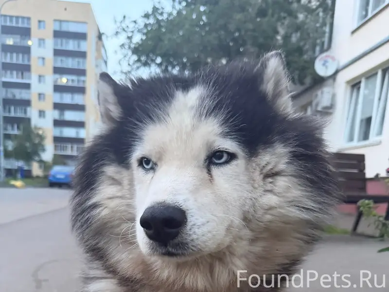 Найден верный друг, Вокзальная 6а