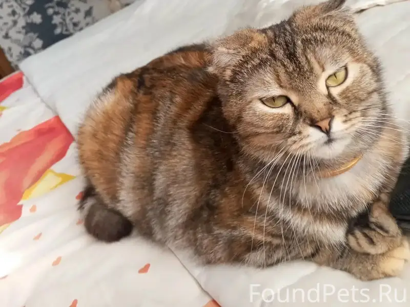 Пропала кошка Буся, Мариупольское шоссе