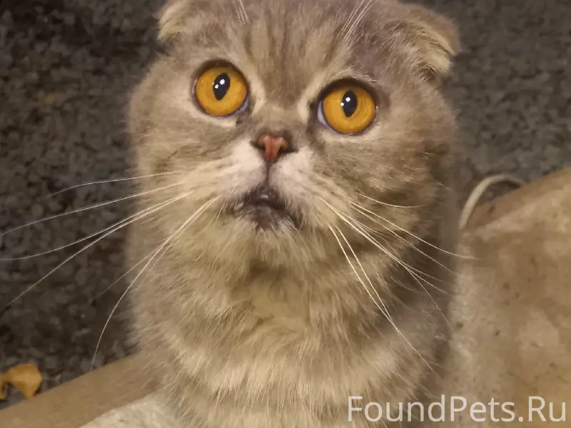 Найдена кошка, Ленинский район
