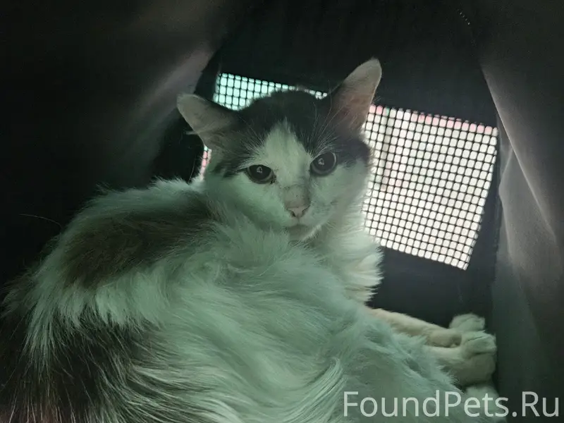 Найден кот, найден на проезжей части
