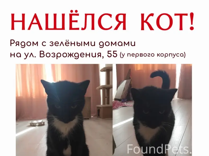 Найден чёрно-белый кот, ул. Возрождения, 55