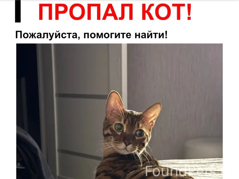 Пропал бенгальский кот, Кировский район