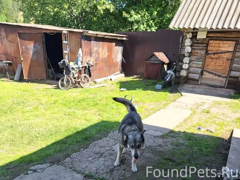 Пропала помесь хаски и овчарки Лейла, Завьялово