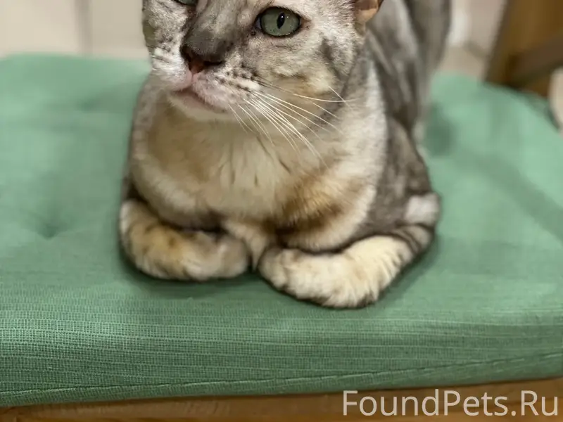 Пропал бенгальский кот, поселок Тургояк