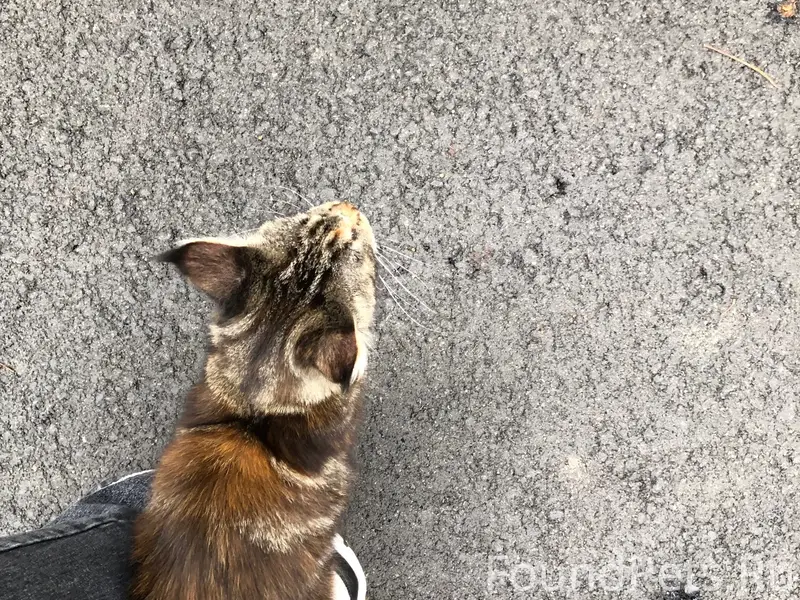 Найдена кошка, похожа на мейнкун, начало машгородка