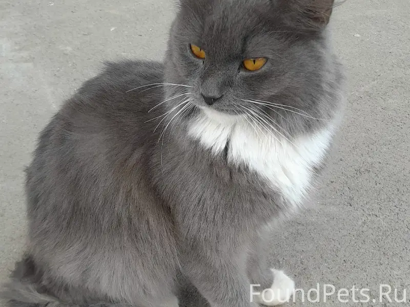 Найден серый кот, Деревяницы