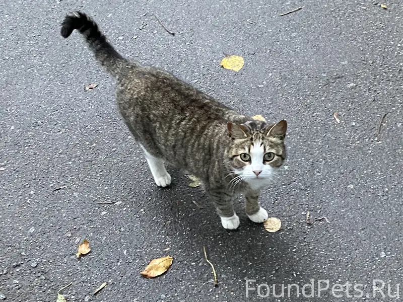 Найден кот или кошка