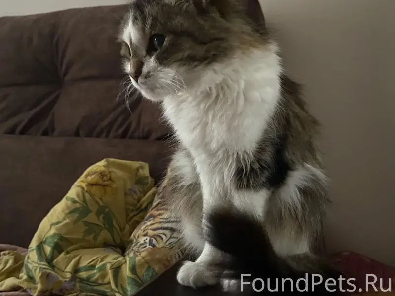 Пропала кошка Маша, район часового завода