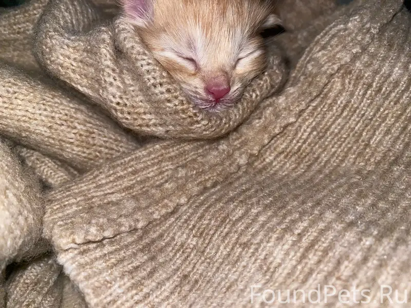 Найден новорождённый котёнок