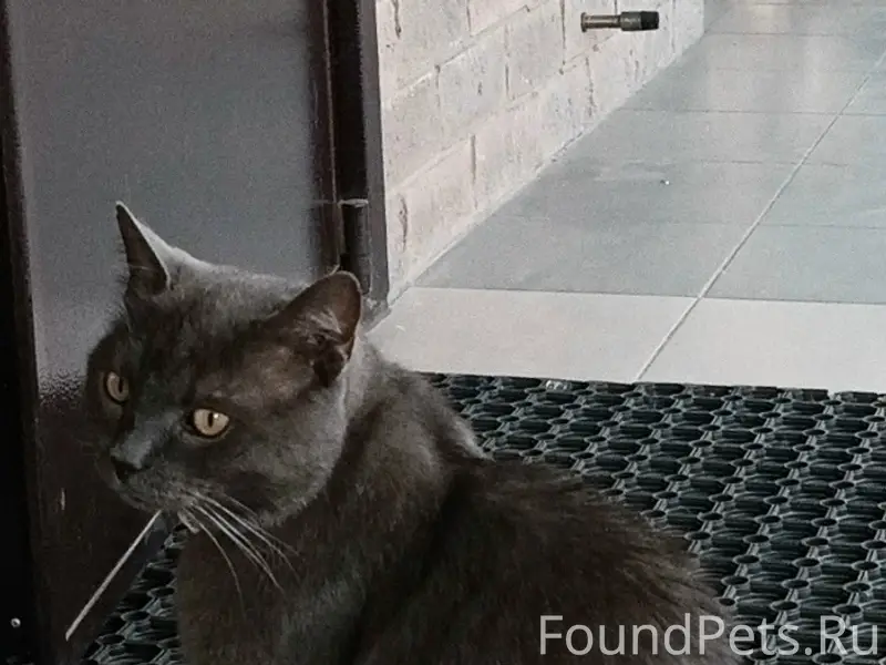 Пропал кот, поселок Парково