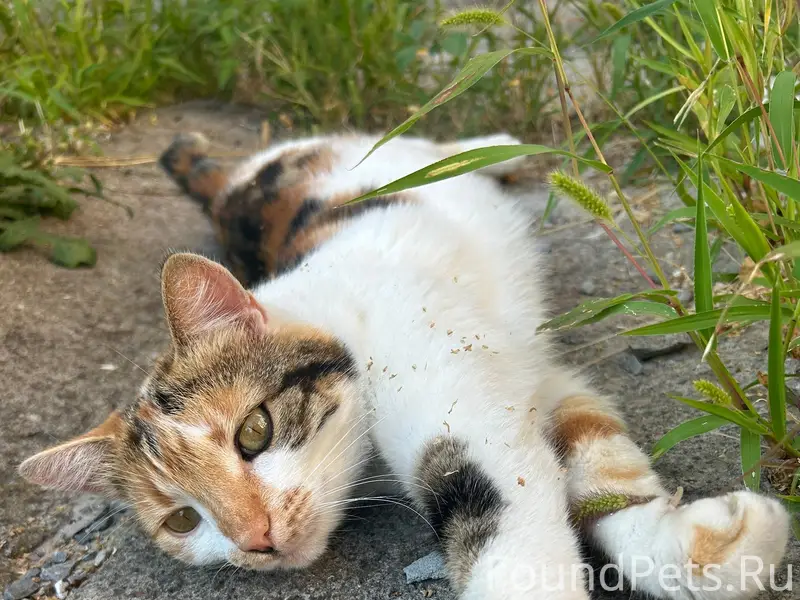 Пропала кошка Пятнашка, Белгород