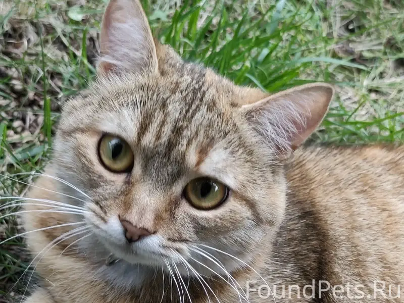 Пропала кошка, район Опытной Коттеджи