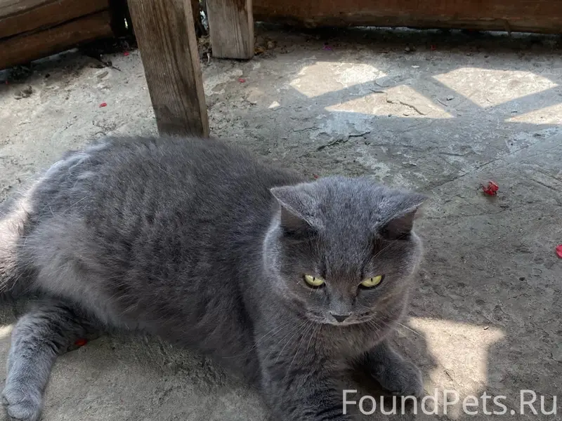 Найден серый кот, район Ольшанца