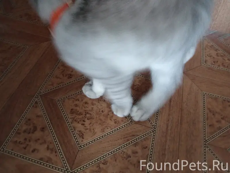 Найден вислоухий котёнок, Косякова