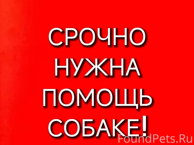 Найден пёс, Первоуральск, ТЦ 'Марс'